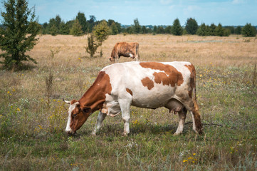 Fototapeta na wymiar cows graze in the summer on the field on a sunny day and eat green grass alfalfa clover
