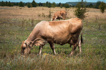 Naklejka na ściany i meble cows graze in the summer on the field on a sunny day and eat green grass alfalfa clover