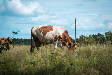 cows graze in the summer on the field on a sunny day and eat green grass alfalfa clover