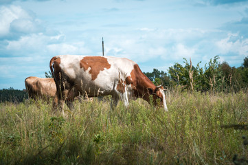 Fototapeta na wymiar cows graze in the summer on the field on a sunny day and eat green grass alfalfa clover