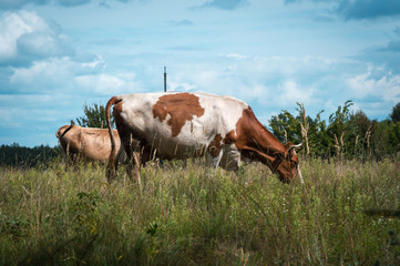 cows graze in the summer on the field on a sunny day and eat green grass alfalfa clover