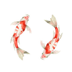 set of watercolor drawings of carp fish on a white background. spotted golden fish in water