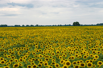 Obraz premium Field with blooming and sunflower, landscape