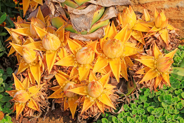 Musaceae plants hairyfruit musella flower