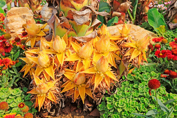 Musaceae plants hairyfruit musella flower