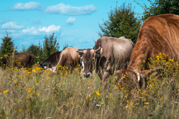 cows graze in the summer on the field on a sunny day and eat green grass alfalfa clover