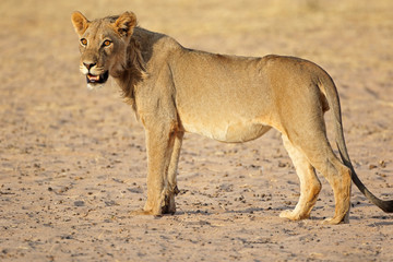 Young male African lion (Panthera leo), Kalahari desert, South Africa.