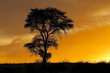 Naklejka na ściany i meble Sunset with silhouetted African thorn tree and clouds, Kalahari desert, South Africa.