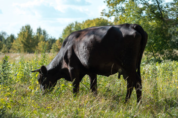 Naklejka na ściany i meble cows graze in the summer on the field on a sunny day and eat green grass alfalfa clover