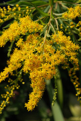  goldenrod bright flowers blooming in summer