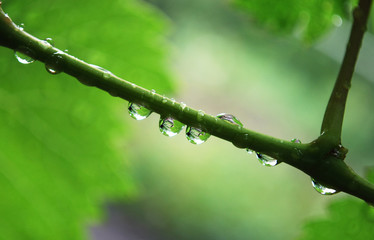 raindrops on the vine