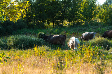 cows graze in the summer on the field on a sunny day and eat green grass alfalfa clover
