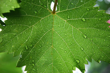 raindrops on a grape leaf