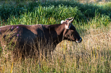 cows graze in the summer on the field on a sunny day and eat green grass alfalfa clover