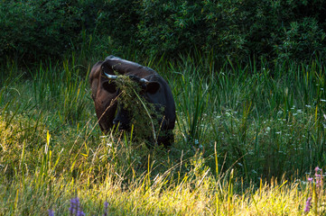cows graze in the summer on the field on a sunny day and eat green grass alfalfa clover