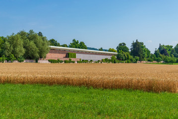 Outdoor sunny view of barley or wheat field and background of Fondation Beyeler Museum in...