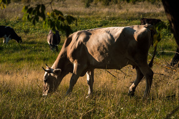 cows graze in the summer on the field on a sunny day and eat green grass alfalfa clover