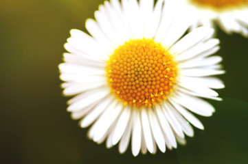 Obraz premium small Daisy flower on green background