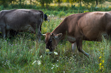 cows graze in the summer on the field on a sunny day and eat green grass alfalfa clover