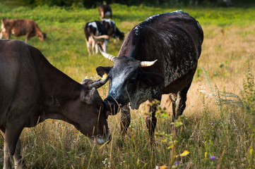 cows graze in the summer on the field on a sunny day and eat green grass alfalfa clover