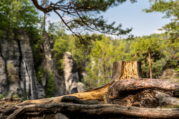 Tree stump in rocky mountains, Europe
