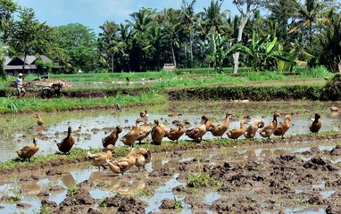 Canards dans les rizières dans les îles indonésiennes