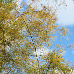 Bamboo branches and the background are skies.