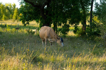 cows graze in the summer on the field on a sunny day and eat green grass alfalfa clover