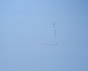  flock of birds flies against the blue sky