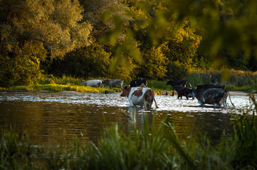 cows cross the river cows drink water from the river graze in the summer on the field on a sunny day and eat green grass alfalfa clover under a blue cloudy sky