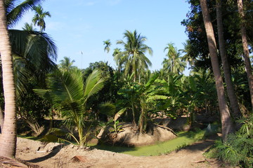 tropical thailande