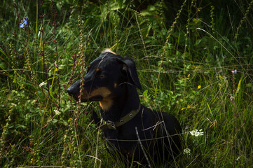 dog black with brown dachshund on nature in the grass