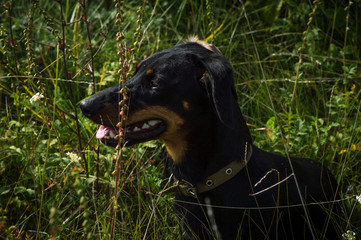 dog black with brown dachshund on nature in the grass