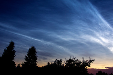 Silhouettes of trees against a shining night sky..Noctilucent clouds over europe in July 2019