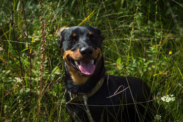 dog black with brown dachshund on nature in the grass