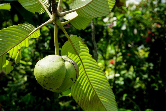 Dillenia indica, commonly known as elephant apple, is a species of Dillenia native to China and tropical Asia.