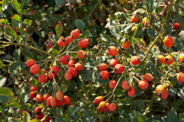 red rose hips grow on a bush