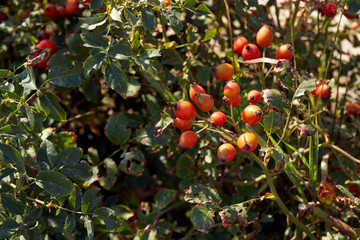 red rose hips grow on a bush
