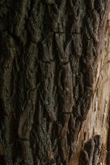 wood texture closeup bark brown
