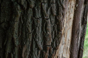 wood texture closeup bark brown