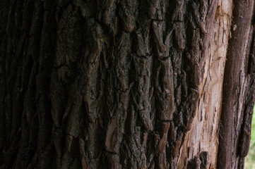 Obraz premium wood texture closeup bark brown