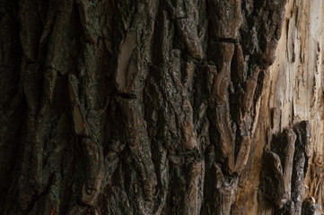 Fototapeta na wymiar wood texture closeup bark brown