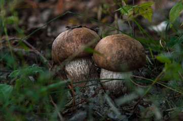 brown mushrooms in a forest in autumn in green grass
