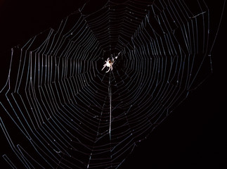 spider sits on a web on a black background