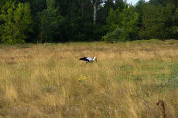 Obraz na płótnie Canvas a stork walks and wants to fly up on a green field