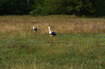 Obraz na płótnie Canvas a stork walks and wants to fly up on a green field