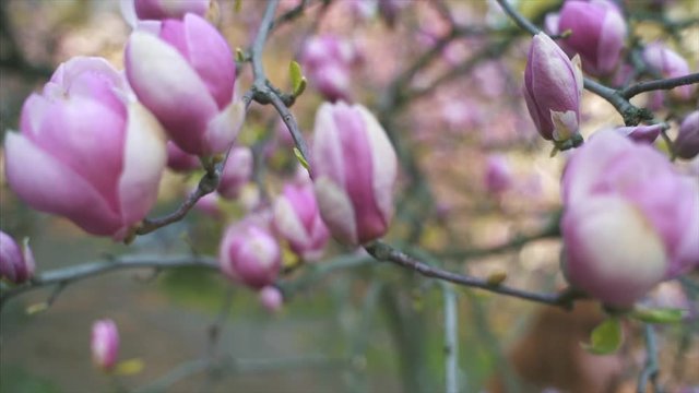 Flowers of pink magnolia. Magnolia tree blossom