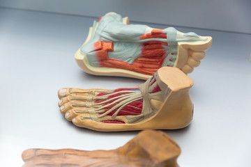 Anatomy of human foot structure, education concept