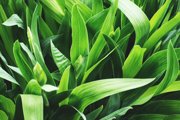 Obraz premium Background of fresh green leaves.