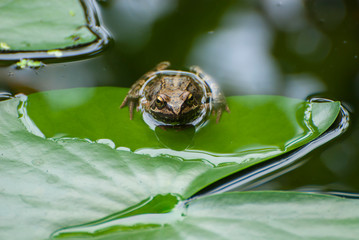 Frosch auf einem Seerosenblatt im Gartenteich
